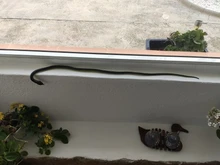 Juguete de goma blanda 80cm serpiente, Safari accesorios para jardín broma regalo novedad y Gag jugando bromas Juguetes