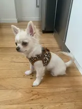 Dog-Harness Leash Yorkie-Vest Leopard Small Dogs Chihuahua Pet-Products Nylon for Puppy