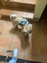 Backpack Dog Harness-Leash Pet-Supplies Pet-Dog Portable Cartoon with School-Bag Multifunction