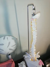 Modelo anatómico para enseñanza médica columna Vertebral humana Flexible, curva Lumbar, columna Vertebral, 45cm, novedad de 2019
