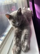 Suministros para mascotas tela doble arnés Collar de perro colorido Collar ajustable para mascota XS-L para pequeñas y medianas perros grandes