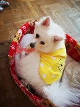 Ropa de Gato caliente para mascotas pequeñas, disfraces de gatos de dibujos animados, lana suave, abrigo de gatito, chaqueta, Otoño e Invierno