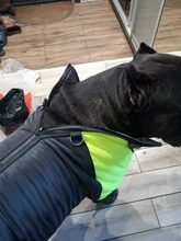 Jacket Puppy-Clothing Dog-Coat Dogs Golden-Retriever Waterproof Winter Pet-Vest Small