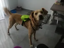 Mochila de nailon de colores para Gato, mochila multifunción con arnés y correa para perros pequeños