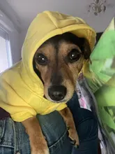 Ropa de dos patas para mascotas, abrigo cálido de lana con dibujos animados para perros y gatos, con orejas grandes, Otoño e Invierno