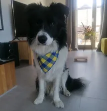 Pañuelo clásico a cuadros para perros y gatos, accesorios para el cuidado de mascotas, bufanda pañoleta, toalla de Saliva