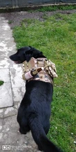 Chaleco táctico para perro, ropa de perro militar transpirable, arnés K9, tamaño ajustable, entrenamiento, caza, Molle, arnés táctico para perro