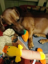 Nuevo de forma de fruta juguete masticable para perros juguete interactivo para mascotas Molar juguete para aliviar el estrés interactivo de mascota doméstica del producto