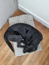 Cama para perros de invierno, camas suaves para perros y mascotas, esterilla, sofá cálido, cojín de Mascota, colchón para perros pequeños, medianos, grandes, gatos, Chihuahua, Cama para Perro