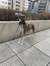 FATHIN de plástico de oro perro de Collar de cadena joyas de mascotas apoyos de la foto de perro accesorios 37CM para pequeños perros grandes