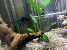 Reptiles y anfibios automáticos ajustables de acero inoxidable, calentador de temperatura para acuario, Tanque De Agua de peces, Reptiles y Amp