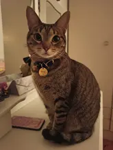 Collar de seguridad para gatos con cascabel, Collar de cachorro ajustable para gatos y perros pequeños, suministros para mascotas YS0031