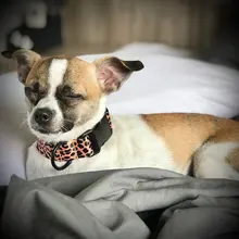 Pet-Accessories Leash-Set Color-Suit Dog-Collar Dogs Leopard Beagle Designe for Pet-Kit