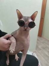 Gafas de protección contra el desgaste para perros y gatos adorables, productos para mascotas, protección contra el desgaste, gafas de sol, fotos, accesorios para mascotas, 1 ud.