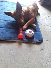 Juguetes de perro de juguete goma para perros, divertidos juegos interactivos, chupete, hueso, cachorro, accesorios para perros, limpieza resistente a mordeduras