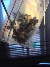 Gh60 Mechanical-Keyboard Screw-In-Stabilizer Xd64 Xd84 Custom Everglide Xd87 Gold-Plated