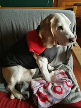 Jacket Puppy-Clothing Dog-Coat Dogs Golden-Retriever Waterproof Winter Pet-Vest Small