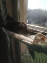 Hammock Hanging-Beds Pet Window Cute Bearing Sunny-Seat Cat Comfortable Soft 20kg Pet-Shelf
