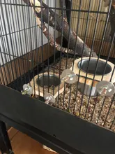 Tazas de alimentación de aves con abrazadera, jaula de loro, Bol colgante, plato de acero inoxidable para Gallinero