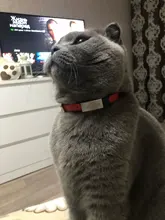 Accesorios de gato de cuero sintético rosa, collar de seguridad personalizado con nombre para chihuahua, Correa pequeña para gato, arnés para gato, XS, S, M, L, XL