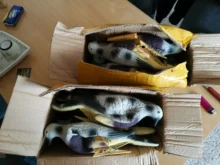 Cebo de espuma EVA para tiro con arco 3D, cebo de Animal para Paloma, para entrenamiento de caza al aire libre, vacío en el interior, 10 unids/lote