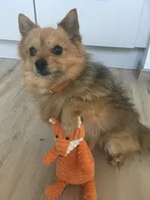 De pana de pana juguetes para perros pequeños perros grandes de forma de Animal felpa mascota cachorro chillón masticar juguete mordedor resistente accesorios de mascotas suministros