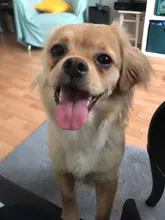 Collar personalizado para perros y gatos, collarín de nailon con grabado personalizado para identificación de mascotas, talla pequeña, mediana y grande