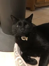 Llavero con chapa personalizada para identificación de mascotas y gatos, llavero con grabado de nombre de identificación de mascotas para Collar de cachorro y gato, accesorios para mascotas