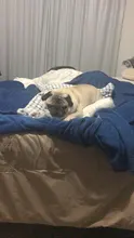 Estera de Franela suave para mascotas, cama gruesa para perros pequeños, medianos y grandes, manta Gato caliente para dormir