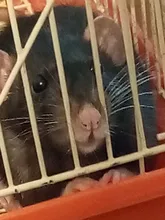 Gargantilla de cuero sintético con tachuelas para mujer, Collar de cuero sintético con cierre de llave, corazón redondo, remache de punta, fiesta de cumpleaños regalo para, 2020