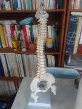 Modelo anatómico para enseñanza médica columna Vertebral humana Flexible, curva Lumbar, columna Vertebral, 45cm, novedad de 2019