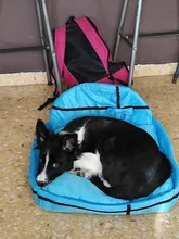 Plush-Cushion Puppy-Mat Pet-Bed Kennel Dogs Small Large Cute Cat Round Tyteps Warm