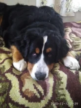 Peine para mascotas, cepillo para piojos, suministros para mascotas, peine para quitar pelo, peine para pulgas, cuidado de mascotas, de dientes finos