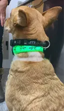 Cheervivi-Collar de nailon con luz LED ajustable para mascotas, Collar con brillo para perro, suministros para perro, venta al por mayor