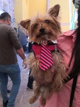 1 de policarbonato para perros Formal corbata esmoquin pajarita Collar de medio perros grandes gato cachorro pajarita para perro, Collar de perro