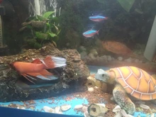 Aquarium Ornament Turtle-Decoration Polyresin Artificial-Fish-Tank 1pcs Supply Stylish