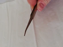 Pinzas de acero inoxidable para extensión de pestañas, juego de pinzas de alta precisión, color dorado y azul