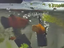 Spirulina Food Tropical Fish Nutrition For Aquarium Fish Tank Color Enhanced Food