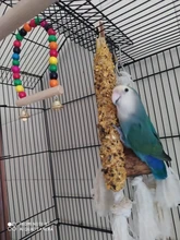 Wooden Parrot Swing Toy Bird Cage Accessories Bird Stand Rack Hanging Perch For Bird Parrot Swing Toy with Colorful Beads Bells