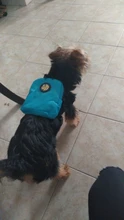 Nylon Multicolor perro mochila conveniente medio ambiente Gato arnés de perrito bolsa con correa senderismo Camping mochila al aire libre
