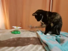 Lindo eléctrico rotatorio de mariposa pájaro perro gato gracioso juguetes juguete para rascar para gato pequeño perro gatos de inteligencia que contengan