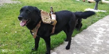 Chaleco táctico para perro, ropa de perro militar transpirable, arnés K9, tamaño ajustable, entrenamiento, caza, Molle, arnés táctico para perro