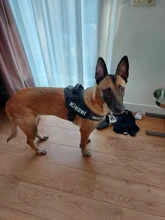 2 uds personalizado arnés del perro etiqueta nombre de Perro personalizado K9 Collar arnés para perro etiqueta engomada de la etiqueta de parche de arnés para perros etiqueta de nombre