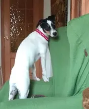 Collar personalizado para perro, collares para mascotas de nilón con estampado de puntos para mascota mediana grande, Pitbull, rojo, azul y negro