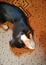 Dog-Toys Sound-Dolls Duck Pet Squeak Chew Funny Fleece Elephant Durability All-Pets Cat