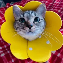 Collares protectores para perros y gatos, cubrebocas de protección curativa para perros y gatos, cubrebocas antimordedura con forma de cono para el cuello