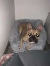 Invierno cálido cuadradas Super sueño reparador de perro cama de felpa larga lavable Cat Mat cesta para perros grandes cachorro casa nido cojín sofá