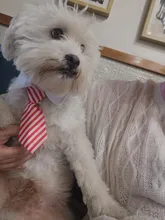 1 de policarbonato para perros Formal corbata esmoquin pajarita Collar de medio perros grandes gato cachorro pajarita para perro, Collar de perro