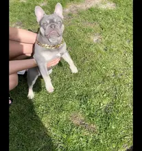 FATHIN de plástico de oro perro de Collar de cadena joyas de mascotas apoyos de la foto de perro accesorios 37CM para pequeños perros grandes