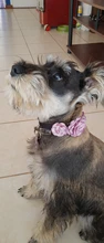 Collar Necklace Puppy-Accessory Roses Flower-Design Pet-Dog Princess Cat 2-Sizes 4-Colours